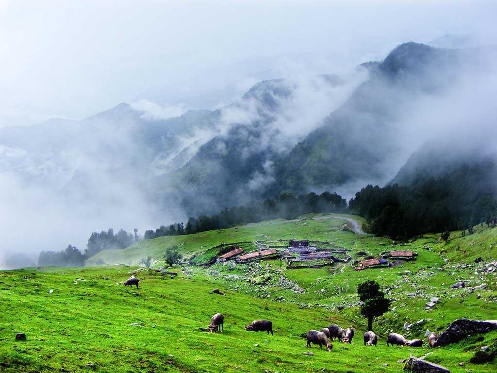 Chopta Tungnath with Chandrashilla Trek — Chopta Valley
