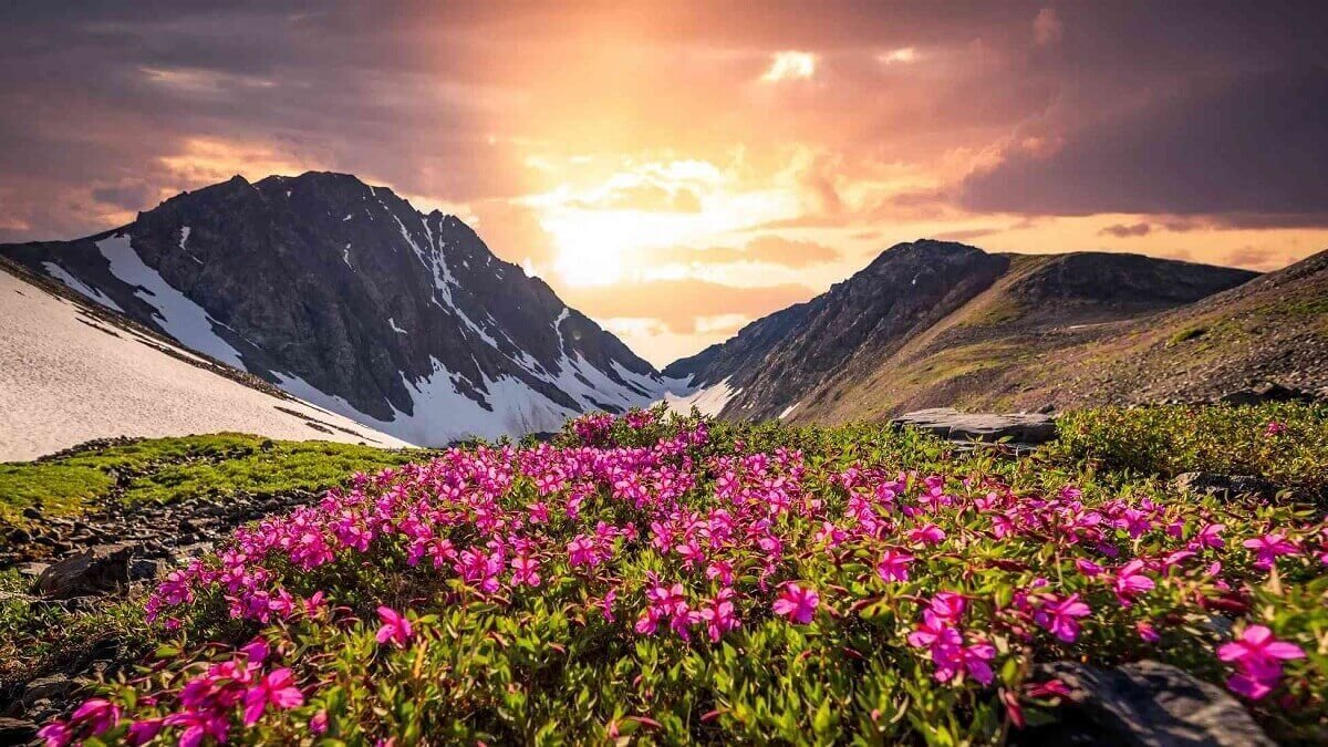 Valley of Flowers Trek with Hemkund Sahib — Valley of Flowers with Badrinath Tour